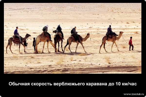  Обычная скорость верблюжьего каравана до 10 км/час