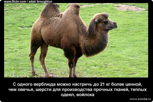  С одного верблюда можно настричь до 21 кг более ценной, чем овечья, шерсти для производства прочных тканей, теплых одеял, войлока