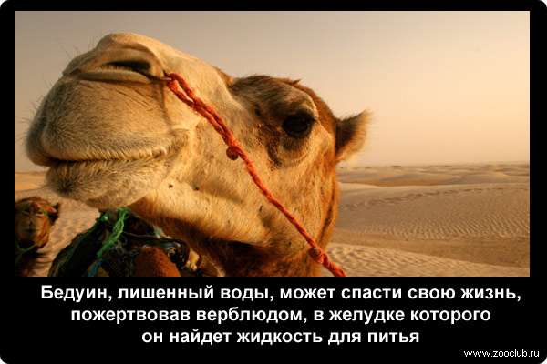  Бедуин, лишенный воды, может спасти свою жизнь, пожертвовав верблюдом, в желудке которого он найдет жидкость для питья