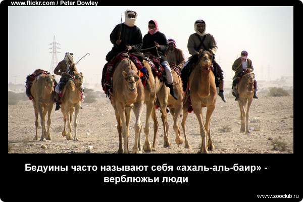  Бедуины часто называют себя 	ахаль-аль-баир - верблюжьи люди