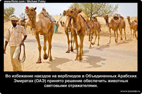  Во избежание наездов на верблюдов в Объединенных Арабских Эмиратах (ОАЭ) принято решение обеспечить животных световыми отражателями