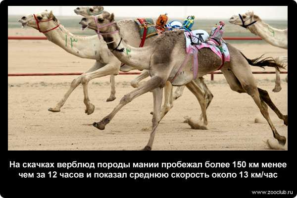  На скачках верблюд породы мании пробежал более 150 километров менее чем за 12 часов и показал среднюю скорость около 13 км/час