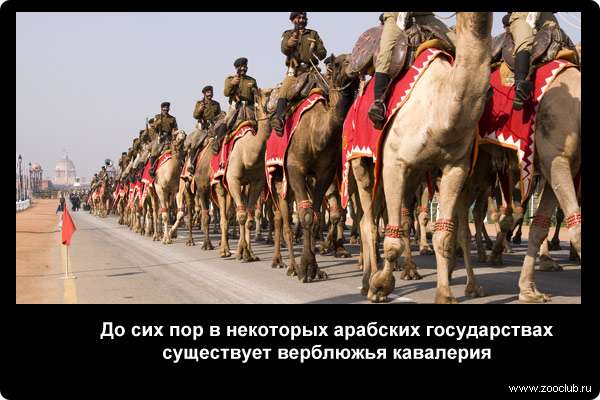  До сих пор в некоторых арабских государствах существует верблюжья кавалерия
