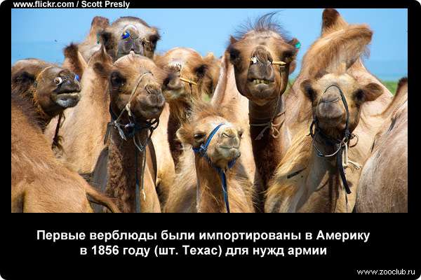  Первые верблюды были импортированы в Америку в 1856 году (шт. Техас) для нужд армии