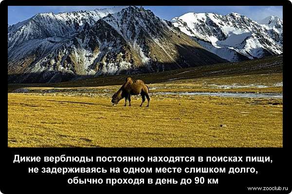  Дикие верблюды постоянно находятся в поисках пищи, не задерживаясь на одном месте слишком долго, обычно проходя в день до 90 км