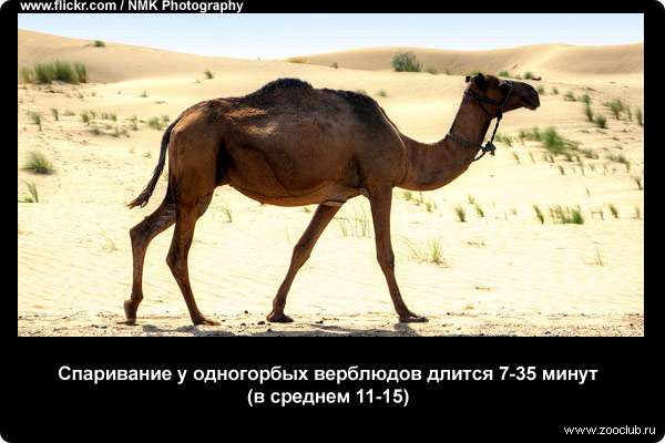  Спаривание у одногорбых верблюдов длится 7-35 минут (в среднем 11-15)