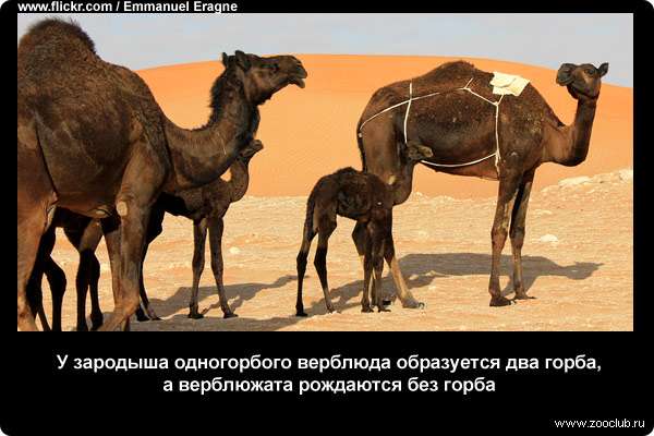  У зародыша одногорбого верблюда образуется два горба, а верблюжата рождаются без горба