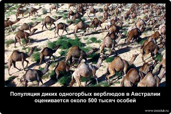  Популяция диких одногорбых верблюдов в Австралии оценивается около 500 тысяч особей