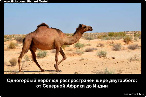  Одногорбый верблюд распространен шире двугорбого: от Северной Африки до Индии