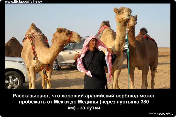  Рассказывают, что хороший аравийский верблюд может пробежать от Мекки до Медины (через пустыню 380 км) - за сутки