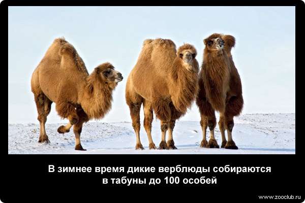 В зимнее время дикие верблюды собираются в табуны до 100 особей