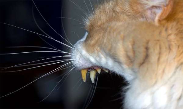 Почему у кота желтые зубы? Почему у кошки желтые клыки?