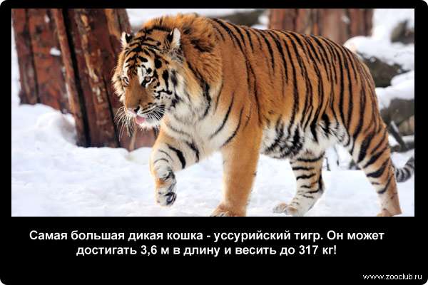  Самая большая дикая кошка - уссурийский тигр. Он может достигать 3,6 м в длину (размером с небольшой автомобиль) и весить до 317 кг