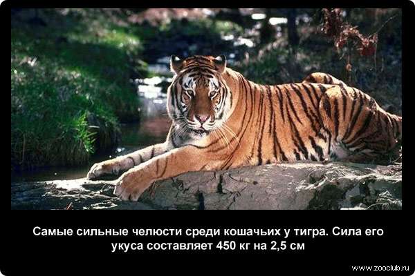  Самые сильные челюсти среди кошачьих у тигра. Сила его укуса составляет 450 килограмм на 2,5 см