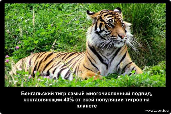  Бенгальский тигр самый многочисленный подвид, составляющий 40% от всей популяции тигров на планете