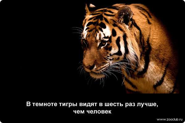  В темноте тигры видят в шесть раз лучше, чем человек