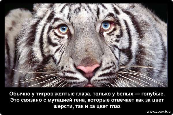  Обычно у тигров желтые глаза, только у белых - голубые. Это связано с мутацией гена, которые отвечает как за цвет шерсти, так и за цвет глаз
