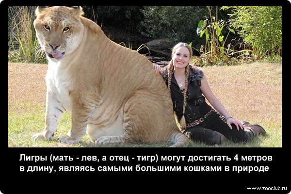  Лигры (мать - лев, а отец - тигр) могут достигать 4 метров в длину, являясь самыми большими кошками в природе