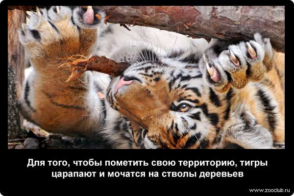  Для того, чтобы пометить свою территорию, тигры царапают и мочатся на стволы деревьев