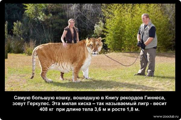  Самую большую кошку, вошедшую в Книгу рекордов Гиннеса, зовут Геркулес. Эта милая киска - так называемый лигр (гибрид льва и тигрицы) весит 408 килограммов при длине тела 3,6 метров и росте 1,8 метров