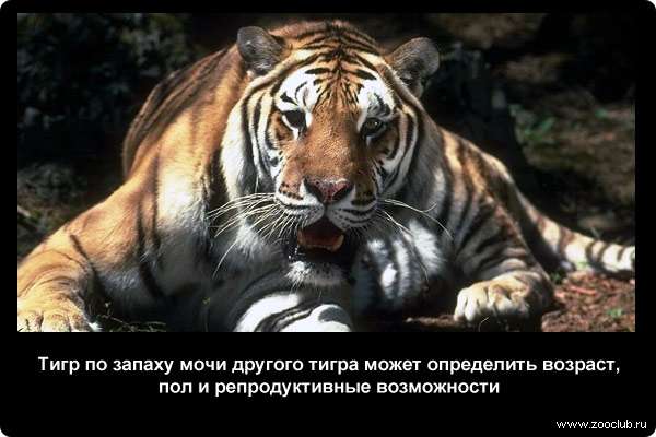  Тигр по запаху мочи другого тигра может определить возраст, пол и репродуктивные возможности