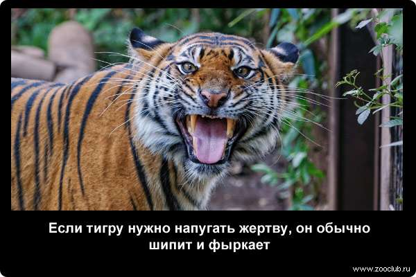  Если тигру нужно напугать жертву, он обычно шипит и фыркает