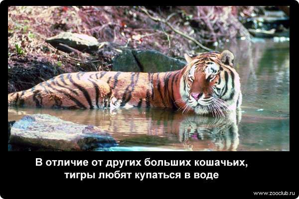  В отличие от других больших кошачьих, тигры любят купаться в воде