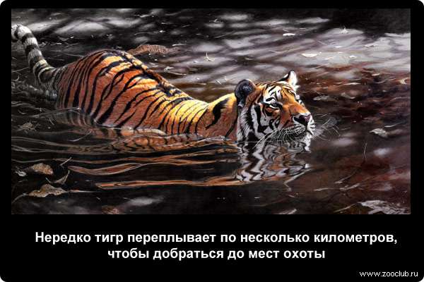  Нередко тигр переплывает по несколько километров, чтобы добраться до мест охоты
