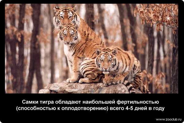  Самки тигра обладают наибольшей фертильностью (способностью к оплодотворению) всего 4-5 дней в году