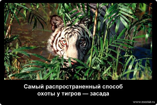 Забавные факты о тиграх фото, удивительные факты про тигров в картинках, тигры хищники доклад реферат презентация для школы