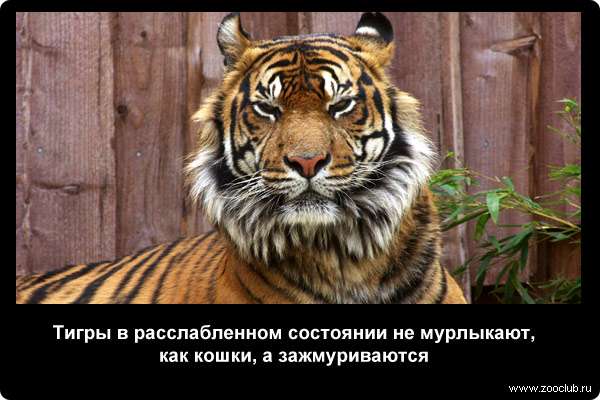  Тигры в расслабленном состоянии не мурлыкают, как кошки, а зажмуриваются