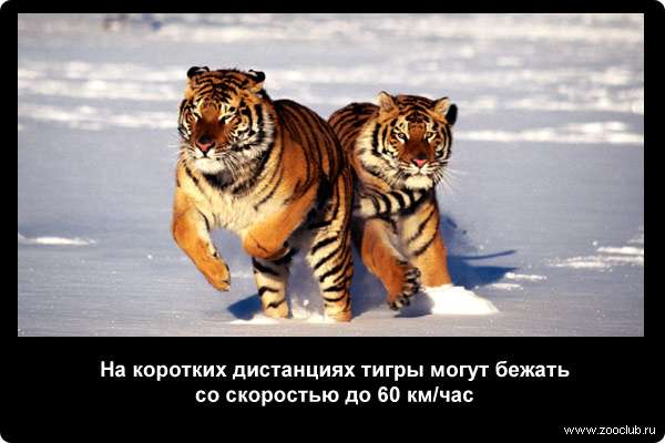  На коротких дистанциях тигры могут бежать со скоростью до 60 км/час