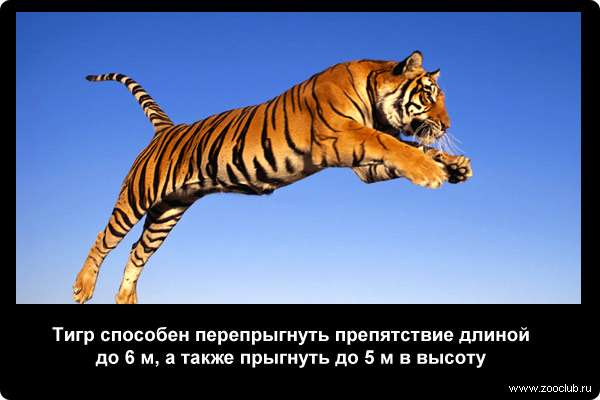  Тигр способен перепрыгнуть препятствие длиной до 6 метров, а также прыгнуть до 5 метров в высоту