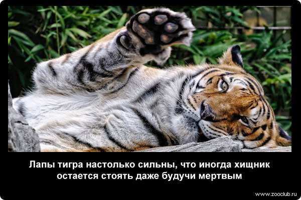  Лапы тигра настолько сильны, что иногда хищник остается стоять даже будучи мертвым