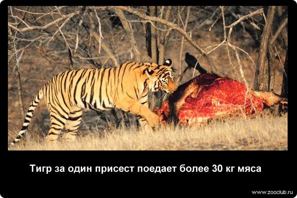  Тигр за один присест поедает более 30 кг мяса