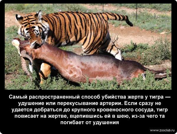  Самый распространенный способ убийства жертв у тигра - удушение или перекусывание артерии. Если сразу не удается добраться до крупного кровеносного сосуда, тигр повисает на жертве, вцепившись ей в шею, из-за чего та погибает от удушения