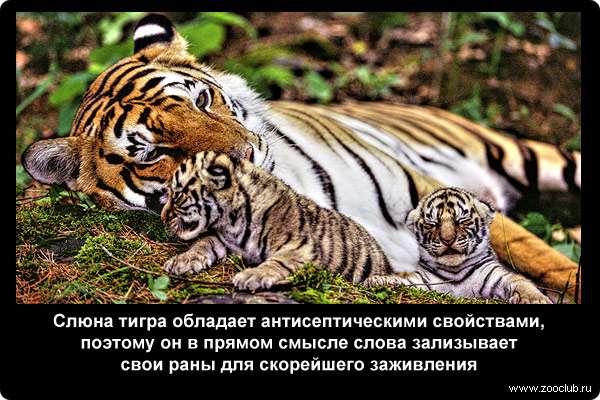  Слюна тигра обладает антисептическими свойствами, поэтому он в прямом смысле слова зализывает свои раны для скорейшего заживления