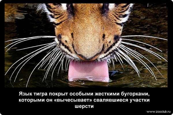  Язык тигра покрыт особыми жесткими бугорками, которыми он «вычесывает» свалявшиеся участки шерсти