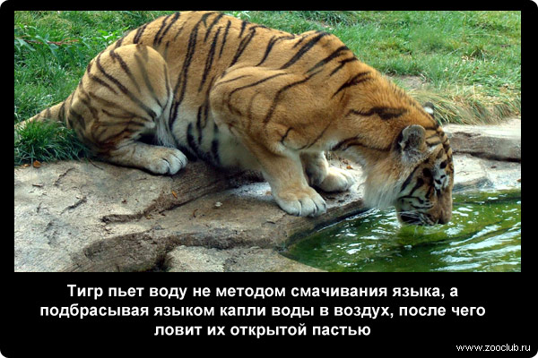  Тигр пьет воду не методом смачивания языка, а подбрасывая языком капли воды в воздух, после чего ловит их открытой пастью