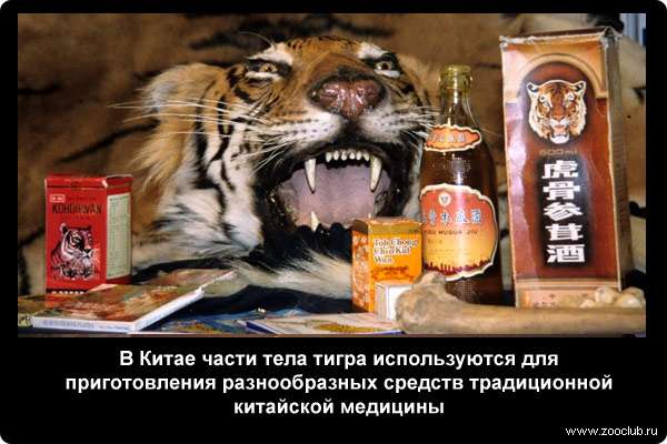  В Китае части тела тигра используются для приготовления разнообразных средств традиционной китайской медицины