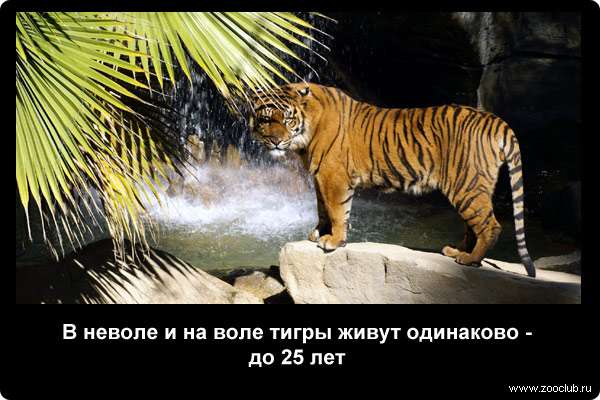  В неволе и на воле тигры живут одинаково - до 25 лет