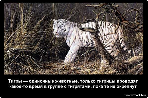  Тигры - одиночные животные, только тигрицы проводят какое-то время в группе с тигрятами, пока те не окрепнут