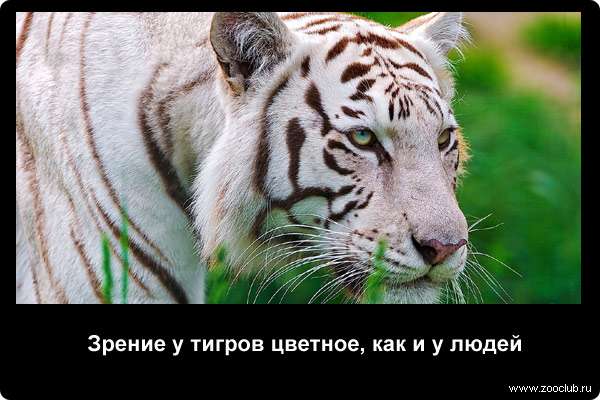  Зрение у тигров цветное, как и у людей