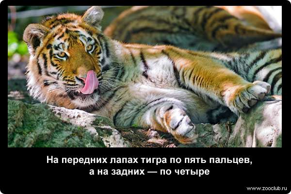  На передних лапах тигра по пять пальцев, а на задних - по четыре
