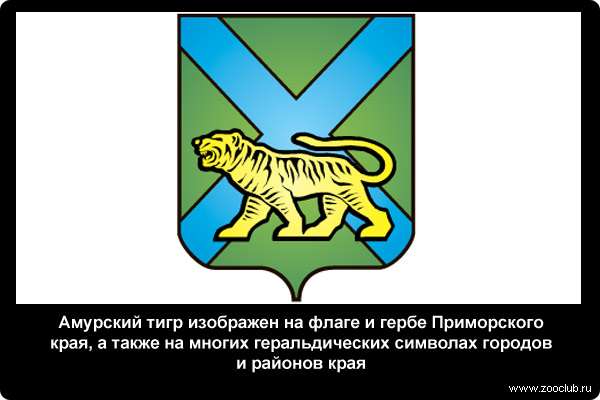  Амурский тигр изображен на флаге и гербе Приморского края, а также на многих геральдических символах городов и районов края