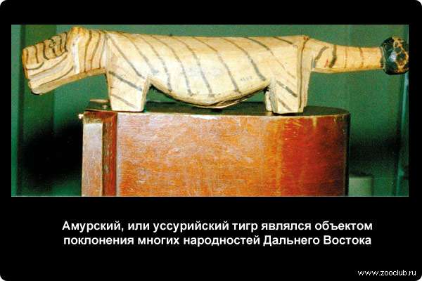  Амурский, или уссурийский тигр являлся объектом поклонения многих народностей Дальнего Востока