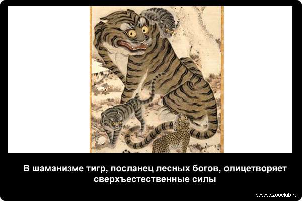 В шаманизме тигр, посланец лесных богов, олицетворяет сверхъестественные силы