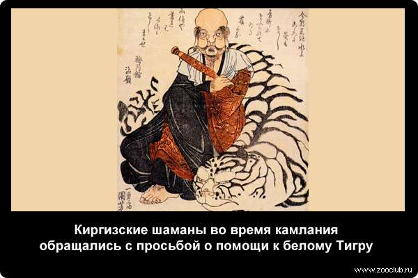  Киргизские шаманы во время камлания обращались с просьбой о помощи к белому Тигру
