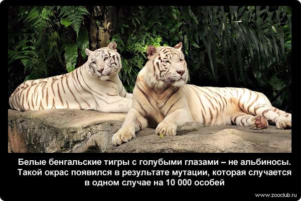  Белые бенгальские тигры с голубыми глазами - не альбиносы. Такой окрас появился в результате мутации, которая случается в одном случае на 10 000 особей