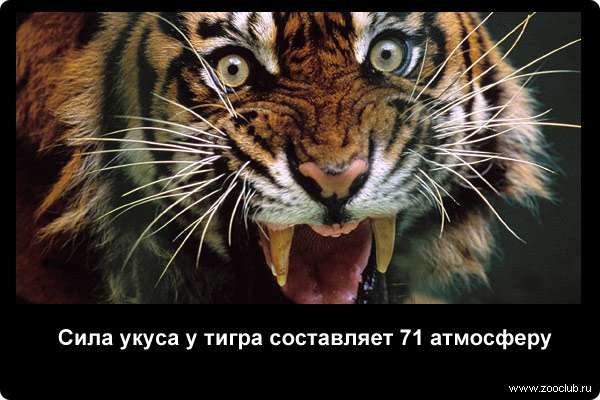  Сила укуса у тигра составляет 71 атмосферу
